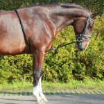 QHP Longierhilfe Black Lifestyle