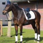 Bandage patches QHP flag lifestyle