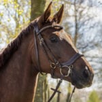 Lifestyle image QHP bridle Devi brown