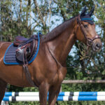 Lifestyle image Tapis de selle QHP Florence marine