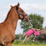Verwenden Sie QHP Einhorn-Pferdespielzeug