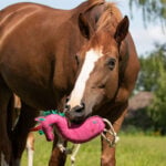 Nahaufnahme Foto QHP Pferdespielzeug Einhorn