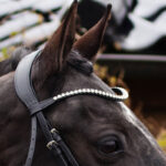 Browband bridle QHP Nehza