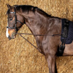 Lifestyle Foto Harry's Horse Longierleine V-Line