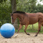 Lifestyle foto QHP paardenvoetbal