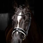 LeMieux Kudos Patent Dressage bridle lifestyle image Black/White