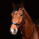 PresTeq Bitloos Hoofdstel FaySport lifestyle afbeelding zwart