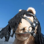 Lifestyle foto Advanced hoofdstel Crafty Ponies zwart
