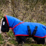 Lifestyle foto buitendeken Crafty Ponies