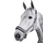 Eskadron halster Ride Eat sleep Repeat Essential Grey lifestyle