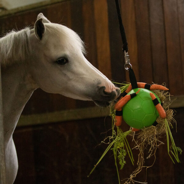 Sfeerfoto Groene Maximus Fun Play Ball