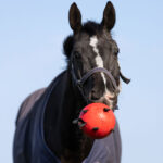 Sfeerfoto paard Maximus Fun Play Ball rood