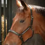 Lifestyle foto Harry's Horse Halster Leder Metallic Zwart/Gunmetal