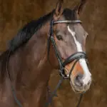 Lifestyle foto Harry's horse hoofdstel Drops