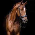 Lifestyle foto PresTeq FayPerform hoofdstel Stang & Trens