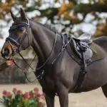 Dekje LeMieux Suede Alpine lifestyle foto