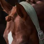 Detail kopstuk Eskadron halster leer Platinum Ash Green