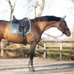 QHP Gloss set foto dekje met oornetje