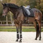 Lifestle afbeelding zadelpad QHP Julin zwart