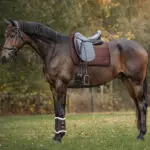 Lifestle foto QHP zadelpad Julin coffee