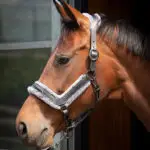 Lifestyle foto Harry's Horse Halster Leder Anatomic Furry Matt