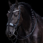 Lifestyle afbeelding stang & trens hoofdstel PresTeq FayPerform Shine lak