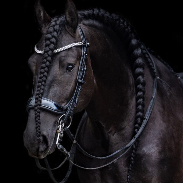 Lifestyle afbeelding stang & trens hoofdstel PresTeq FayPerform Shine lak