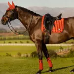 Sfeerfoto zadeldek LeMieux Classic Satin Loire Sienna