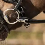 Bevestiging bit QHP één hand teugel