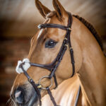 Lifestyle foto LeMieux hoofdstel Kudos Crackle havana/brass