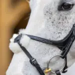 Detail mexicaanse neusriem LeMieux Kudos hoofdstel zwart/zilver