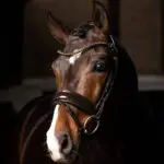 Lifestyle foto LeMieux Hoofdstel Kudos Patent Dressage Bruin