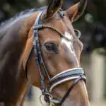 Zijaanzicht LeMieux Hoofdstel Kudos Patent Dressage Bruin/Wit lifestyle foto