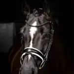 LeMieux Kudos Patent Dressage hoofdstel lifestyle afbeelding Zwart/Wit