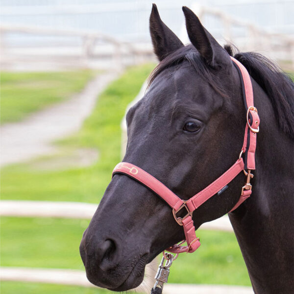 Harry's Horse Halster Bit roze