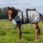 Zijaanzicht QHP veulen vliegendeken