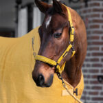 Lifestyle foto Eskadron Halster Faux Leather Platinum Golden Yellow