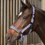 Lifestyle foto Harry's Horse Halsterset Samara Marlin