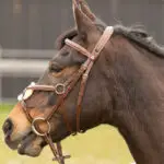 Lifestyle foto mexicaans hoofdstel Harry's Horse Bruin