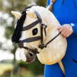 Close up Hobby Horse LeMieux Dream