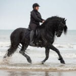 Lifestyle foto Montar rijbroek Megan Full Grip Curve zwart