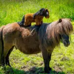 Paardenknuffel Crafty Ponies Bruin/Zwart lifestyle afbeelding