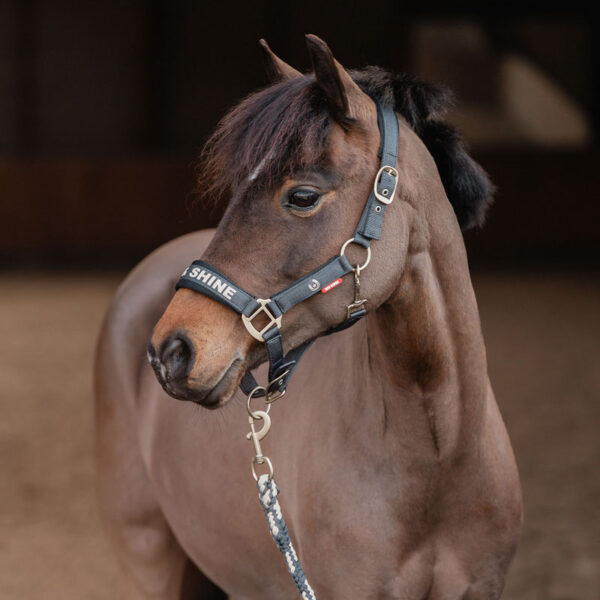 Lifestyle foto Red Horse Halsterset Kyo Ink Blue