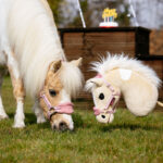 Lifestyle foto LeMieux Hobby Horse Lemon