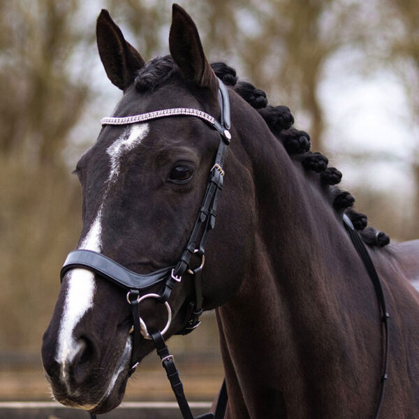 Lifestyle foto QHP hoofdstel Eris zwart