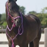 QHP set Liberty lifestyle fuchsia