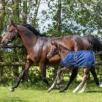 Sfeerfot veulendeken QHP Turnout 100 Grams navy