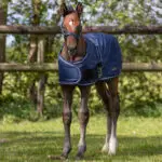 Vooraanzicht QHP veulendeken Turnout navy 100 grams