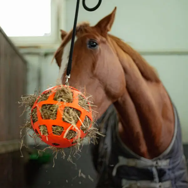 Sfeerfoto Hay Slowfeeder Fun and Flex Oranje