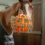 Close up Hay Slowfeeder Fun and Flex Oranje